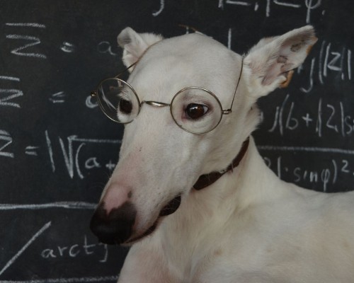 Top cele mai inteligente 10 animale din lume