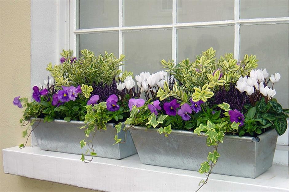 5e7dee4a-d951-473f-84b9-3c06185bd2dc-windowbox_s_gardens.jpg